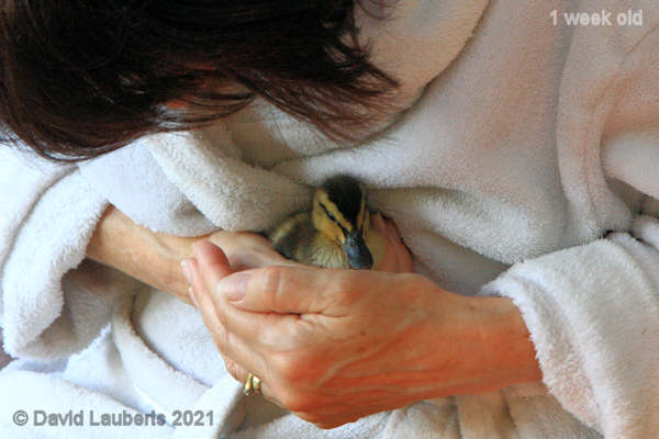 Mallard Duck Its my baby 8:08am 5th May 2021