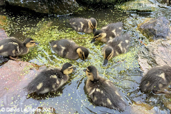 Mallard Duck Its good stuff 11:30am 5th May 2021