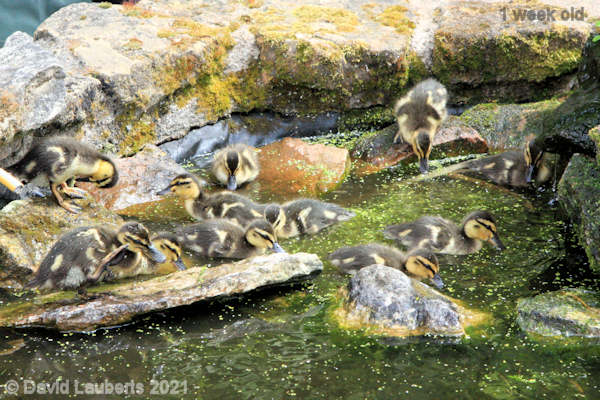 Mallard Duck Lunchtime feed 1:05pm 5th May 2021