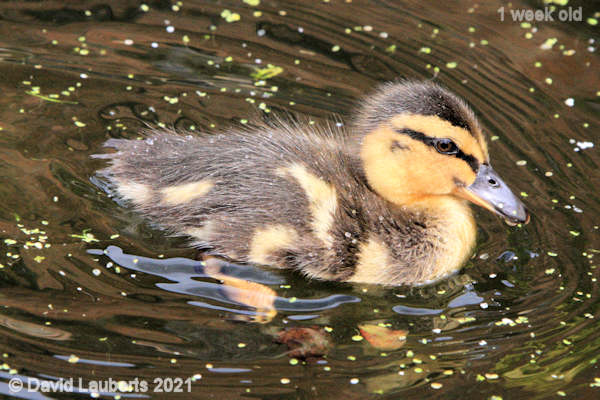 Mallard Duck Sailing along 1:08pm 5th May 2021