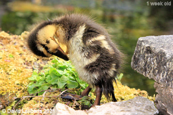 Mallard Duck What's that down there! 1:11pm 5th May 2021