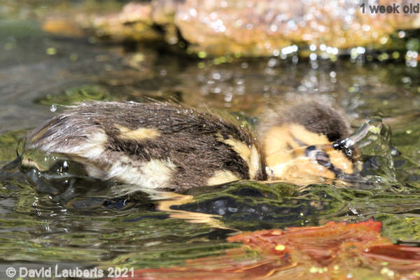 Mallard Duck Ducking in 5:05pm 5th May 2021