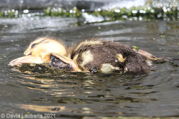 Mallard Duck Water scratch 5:05pm 5th May 2021