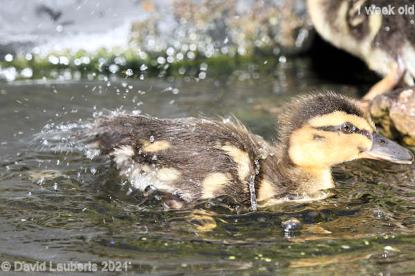 Mallard Duck Shaking them tail feathers 5:04pm 5th May 2021