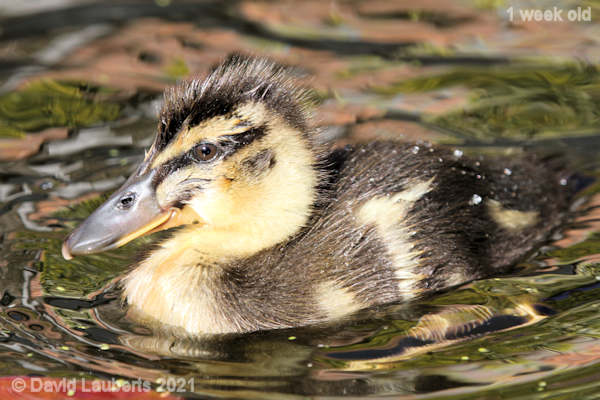Mallard Duck I'm looking pretty rakish 5:05pm 5th May 2021