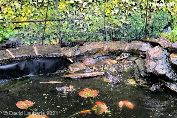 Mallard Duck Wire protection 10:17am 8th May 2021