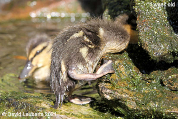 Mallard Duck Something's hiding in there 5:06pm 5th May 2021