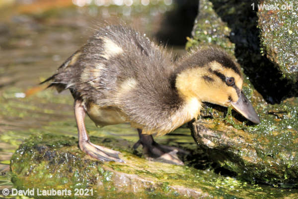 Mallard Duck Yum yum 5:05pm 5th May 2021