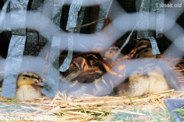 Mallard Duck Behind the wire 1:58pm 7th May 2021