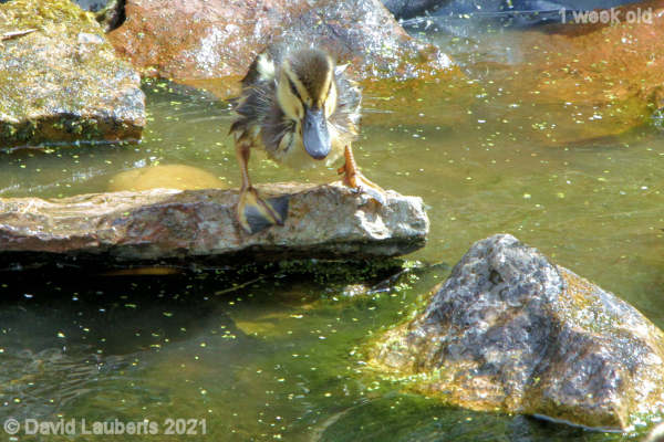 Mallard Duck I'm going to jump! 11:39am 7th May 2021