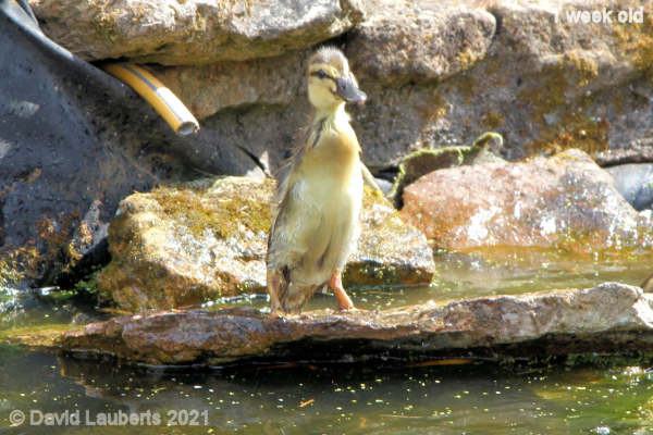 Mallard Duck Standing tall 11:38pm 7th May 2021