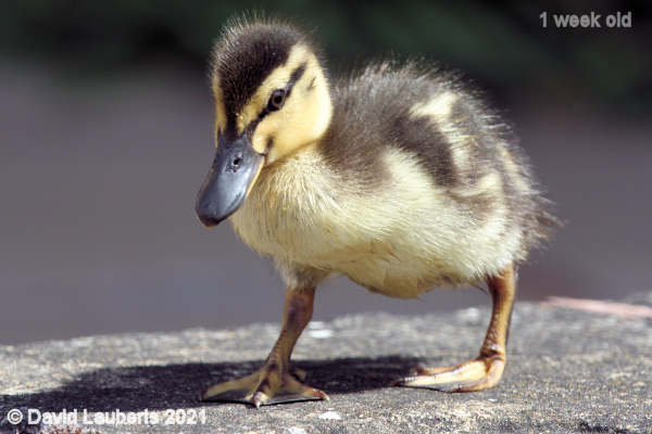 Mallard Duck On the side of the pond 11:31pm 7th May 2021