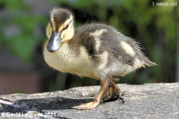 Mallard Duck Ha! I'm looking cool 11:31am 7th May 2021