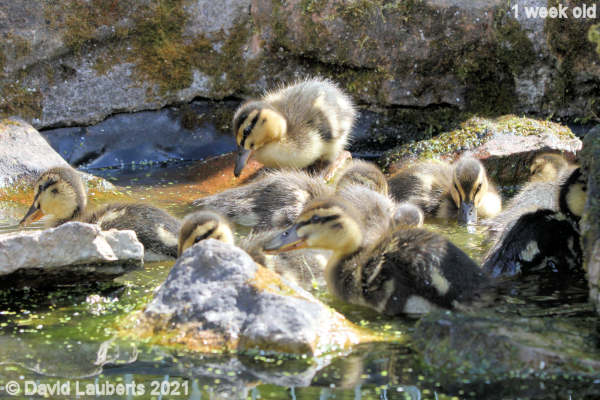 Mallard Duck Dive in for Breakfeast weed 11:30am 7th May 2021