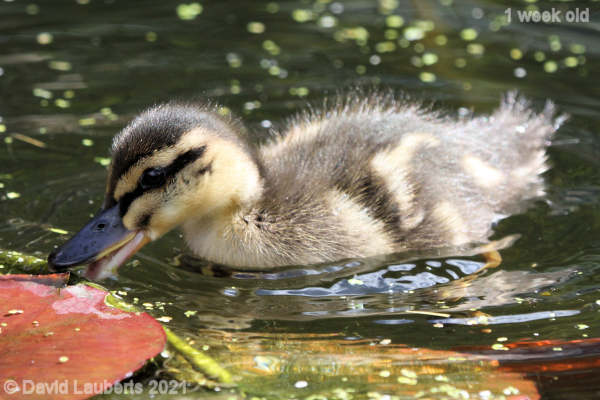 Mallard Duck What's this lily taste like? 11:30am 7th May 2021