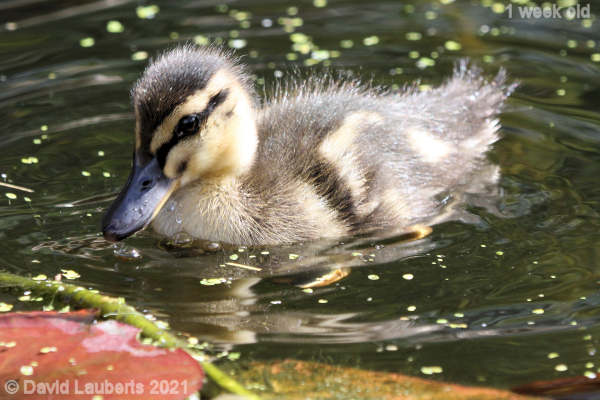 Mallard Duck Handsome duckling 11:30am 7th May 2021