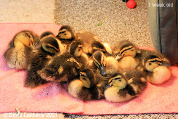 Mallard Duck All whacked out again 5:44pm 6th May 2021