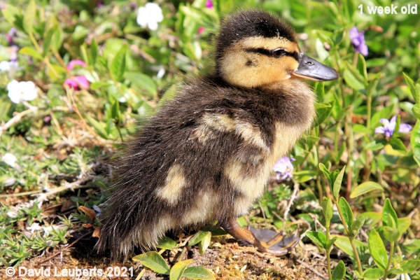 Mallard Duck Them flowers look tasty 11:26am 7th May 2021
