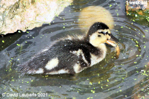 Mallard Duck I'll eat anything 11:31am 7th May 2021