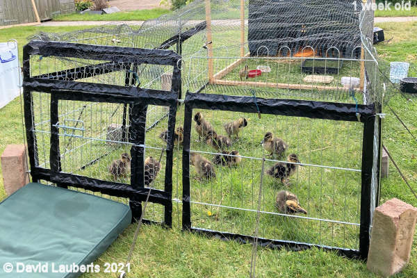 Mallard Duck Behind the bars 4:52pm 7th May 2021