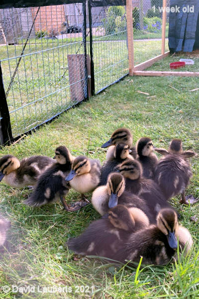 Mallard Duck Snuggling down together outside 4:43pm 7th May 2021