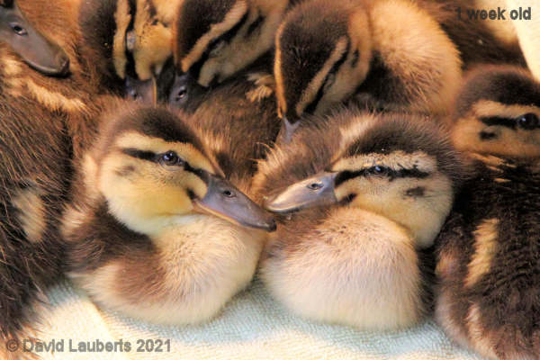 Mallard Duck Just you and me 6:19pm 8th May 2021