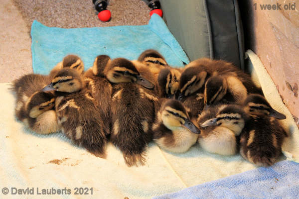 Mallard Duck It's been a another long day 6:19pm 8th May 2021