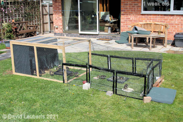 Mallard Duck Version 1 Cage extension 11:35am 9th May 2021