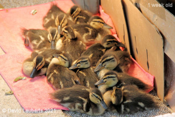 Mallard Duck All friends together 7:30pm 9th May 2021