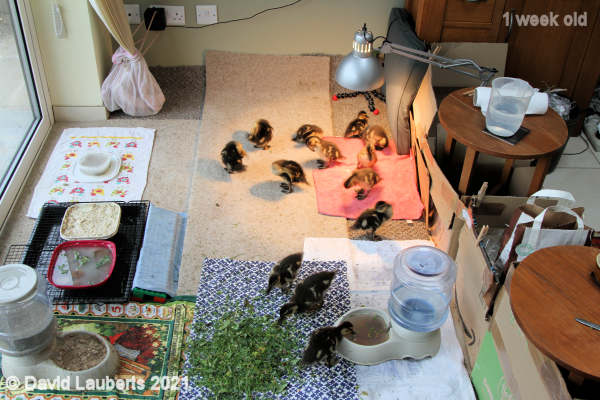 Mallard Duck Inside run after almost two weeks 6:59pm 9th May 202