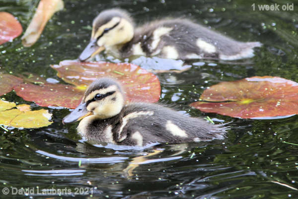 Mallard Duck Sailing on serenely 3:51pm 9th May 2021