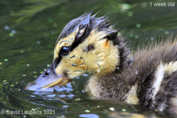 Mallard Duck Getting a wet head3:49pm 9th May 2021