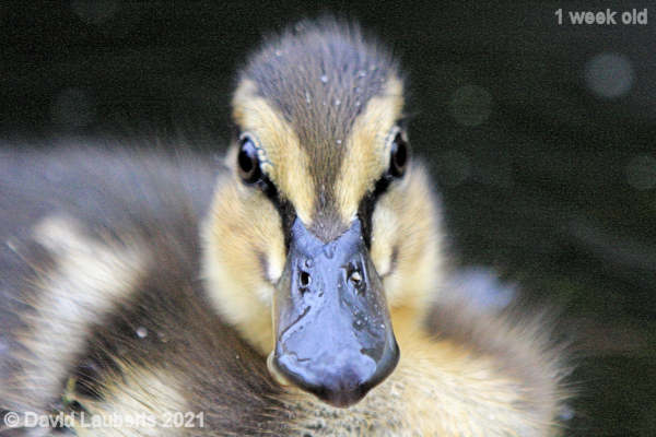Mallard Duck Looking on closely 3:49pm 9th May 2021