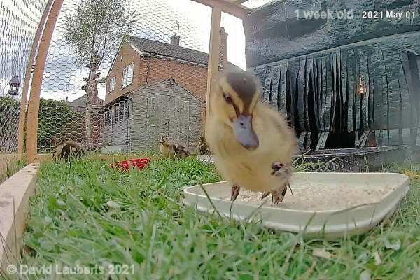 Mallard Duck Duck eyed view 4:28pm 1st May 2021