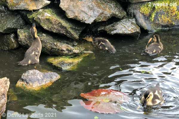 Mallard Duck I can just reach 10:03am 10th May 2021