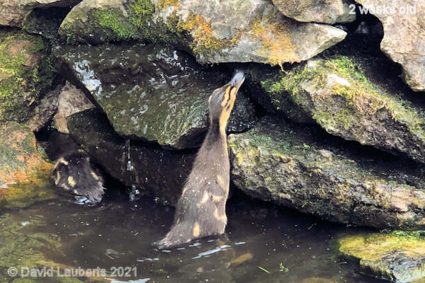 Mallard Duck I've got a long neck 10:04am 10th May 2021