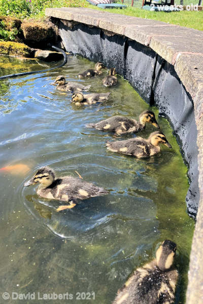 Mallard Duck Let's start eating this side 12:51pm 10th May 2021