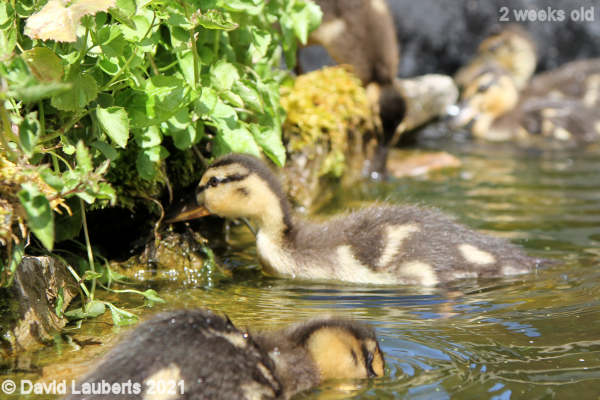 Mallard Duck Wonder what's under there? 12:51pm 10th May 2021