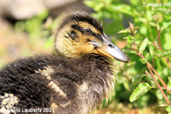 Mallard Duck I'm almost a teenager 12:53pm 10th May 2021