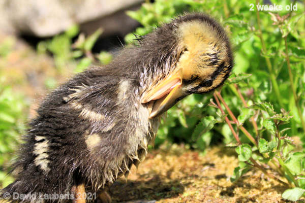 Mallard Duck Stretching my neck 12:53pm 10th May 2021