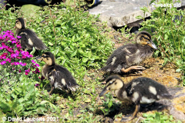 Mallard Duck Going into the jungle 12:56pm 10th May 2021