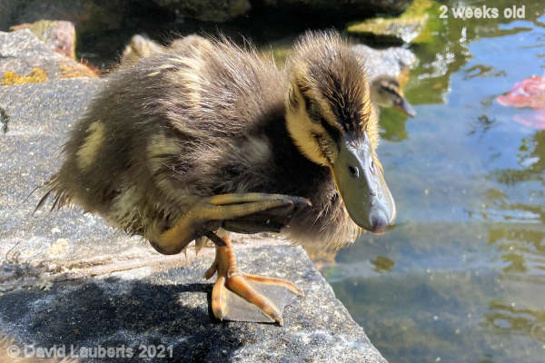 Mallard Duck Stepping out 4:07pm 10th May 2021