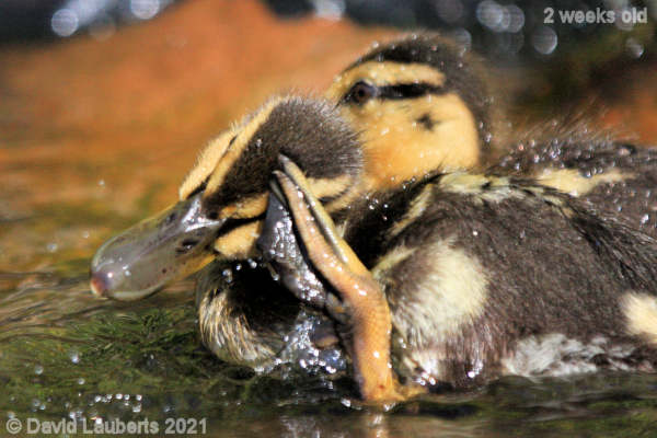 Mallard Duck Scratching! 4:07pm 10th May 2021