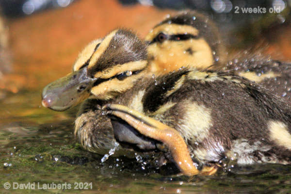 Mallard Duck Scratching again! 4:07pm 10th May 2021