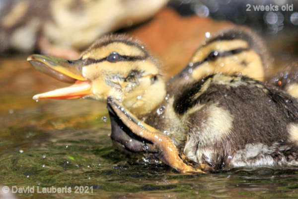 Mallard Duck Oh thats good! 4:07pm 10th May 2021