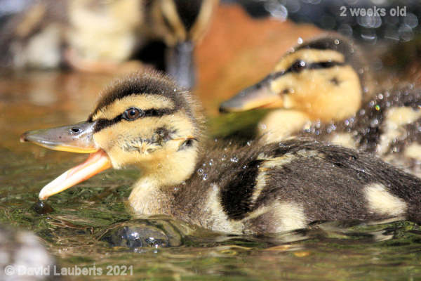Mallard Duck So Quacking good! 4:07pm 10th May 2021