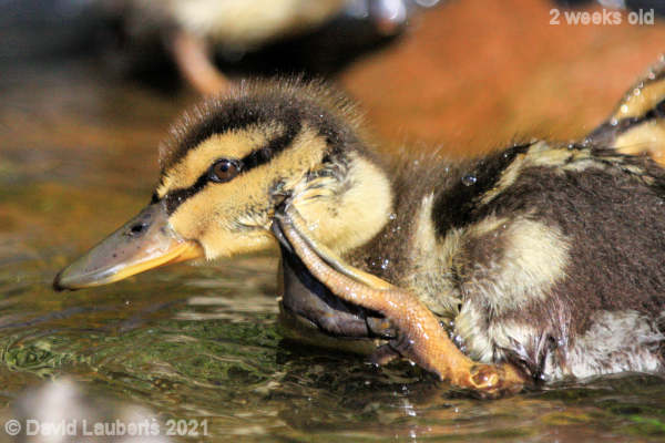 Mallard Duck Its still itch 4:07pm 10th May 2021