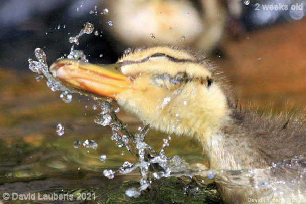 Mallard Duck Perhaps a shake will solve it! 4:07pm 10th May 2021