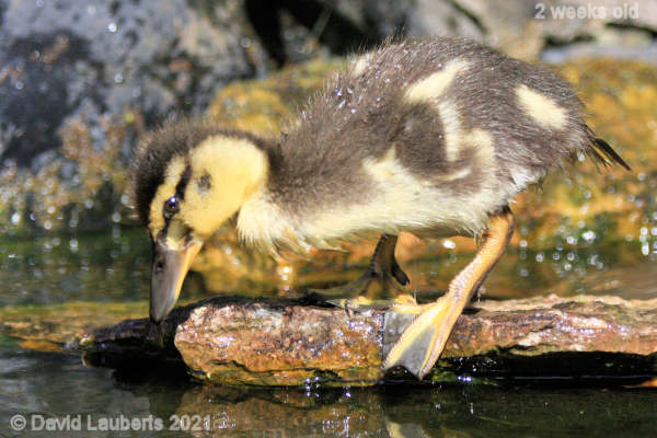 Mallard Duck Whats down there? 4:07pm 10th May 2021