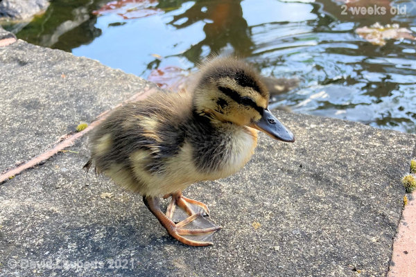 Mallard Duck Baby strolling 4:09pm 10th May 2021